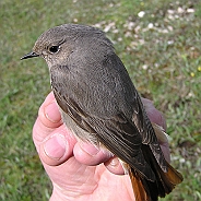 Svart rödstjärt, Sundre 20100515